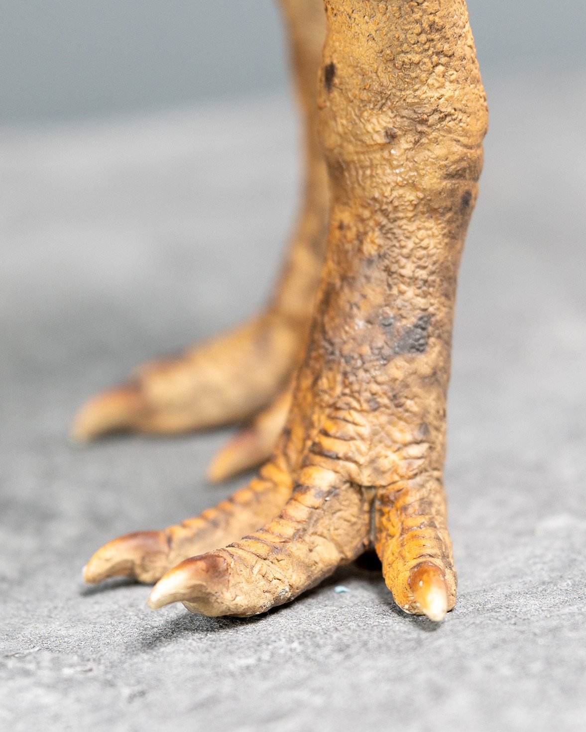 Carnotaurus, sculpture by Charlie McGrady, view 4